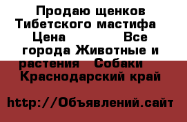 Продаю щенков Тибетского мастифа › Цена ­ 45 000 - Все города Животные и растения » Собаки   . Краснодарский край